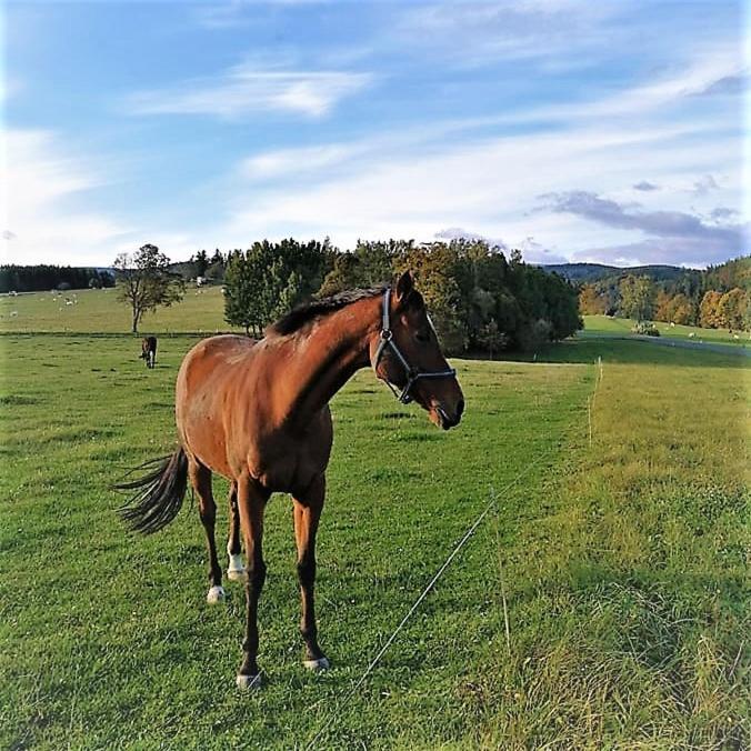 Chata Roubenka - Jesenka Dolní Moravice Esterno foto
